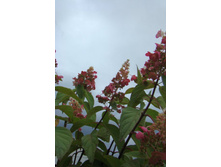 DSC04200.JPG