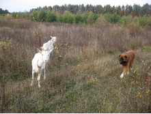 ��� �����, 8 ���., � ��� ����� )