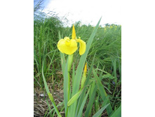 ����� ����