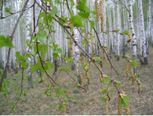 ������ ����