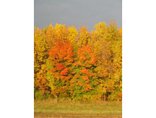 ���������� �����