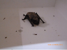 ����� �������