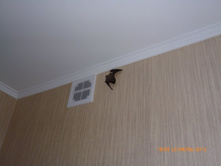 �� �����