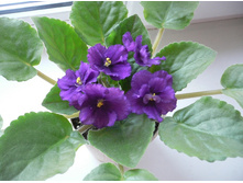 Lyon’s Plum Pudding