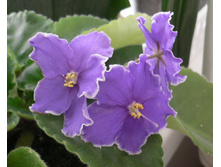 Rebel’s Night Breezes