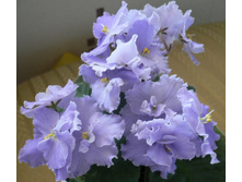 ��� �����