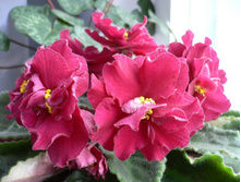 ��� �����