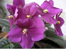 ��� �����