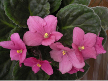 ��� �����