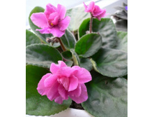 ��� �����