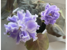 ������� �����