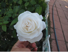 Mon Jardin  ��������� ( ������ ���)