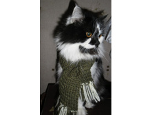 SAM_2001 - �����.JPG