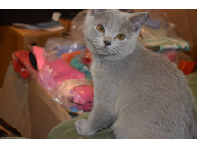 ���������)