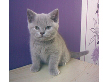 ������ ��������