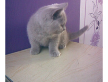 �������� - �������