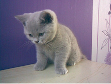 ����������. ������� 22 ��� 2012 ����