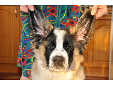 ����������� 085 (�����).jpg