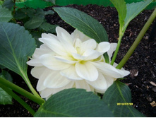 �������� ��� ����.JPG