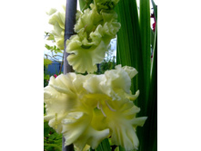 ���� ������.JPG