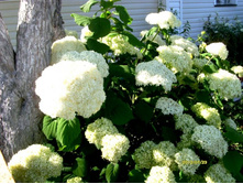 ��������� �����������.JPG