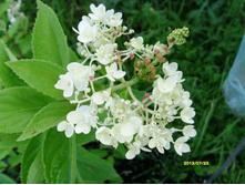 ��������� ���� ����.JPG