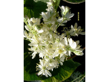 �������� ����� ��������.JPG