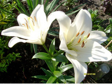 ����� ��������.JPG