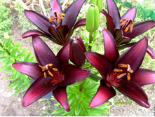 ����� �������.JPG