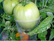 ����� � �������.JPG