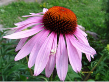 �������� � ������.JPG