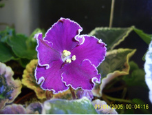 Rapsberry Rampage-���� ����� �������!!!