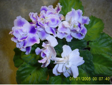 �������-��������� (��.����-25)