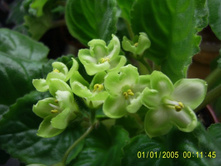 Emerald Love-������ ������� ���!