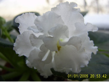 ����� ������� (�����Σ���� ����-25)