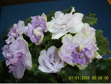 Quilting Bee-�ޣ���-����-25