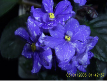 Funamble-������� 