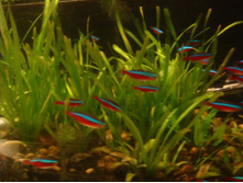 ������� �����