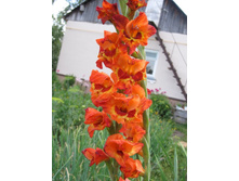 ���������� ���������