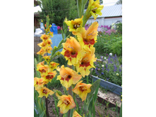 ���������� ������