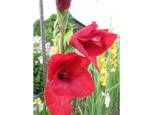 �������