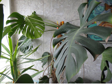 ����� ������