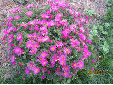 ����������� ����� ������� �����, ������ � �������� �������, ��������� 40 �� ������