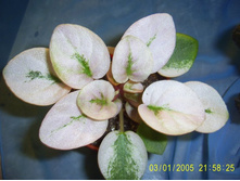 ������ ����-������� Shampane Pinn Plum ����� �������-������� ���ԣ� ������� ���