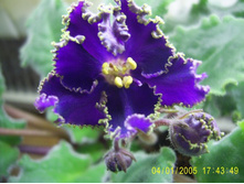 ����� �����Σ���� ����-25