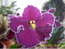 Rapsberry Rampage (��������� ������)