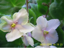 ������ �������� ����