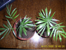 ������ ��������� ���ԣ� �� 4-5 ��� ����-60