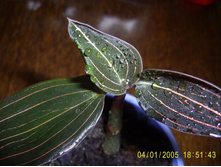 �������-60 (�������Σ���� �������-50)