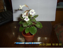 ������-���� ���� ������-50